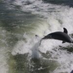 Everglades Day Safari from Fort Myers/Naples Area - The Experience from a Traveler’s Perspective