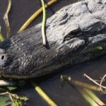 Everglades Day Safari from Miami - Transportation, Group Size, and Value