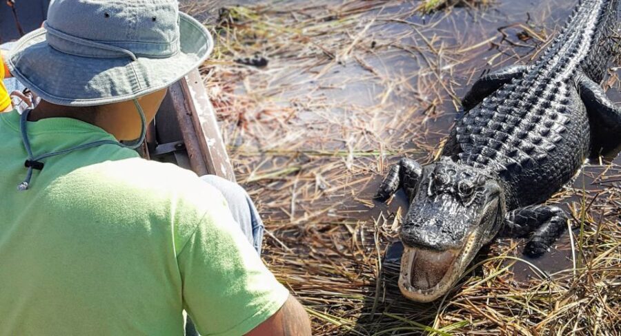 Everglades: Sawgrass Park Airboat Adventure Package - How the Day Unfolds: What to Expect