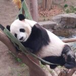 Everland Private Shuttle "Total Private Tour: More Members Less Cost" - A Practical, Stress-Free Way to Visit Everland