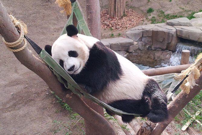 Everland Private Shuttle "Total Private Tour: More Members Less Cost" - A Practical, Stress-Free Way to Visit Everland