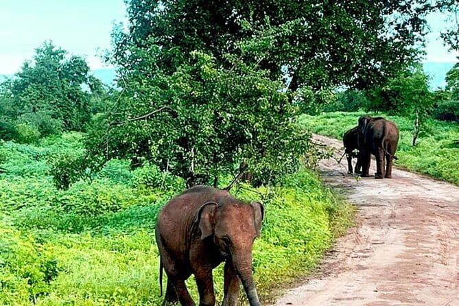 Everything in Udawalawe (Safari, Accommodation with Half Board) - The Guide and the Atmosphere