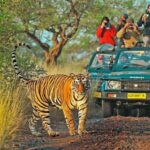 Exciting Day Trip from Jaipur to Ranthambore Wildlife Safari - The Value of This Tour