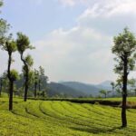 Exclusive Kerala Beauty, Munnar Hill Station Overnight Tour - A Deep Dive into the Munnar Experience