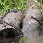 Exclusive Nature Escape Kayak Adventure on Blackwater Creek - Why This Tour Works Well