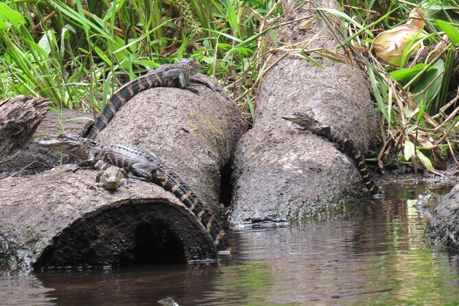 Exclusive Nature Escape Kayak Adventure on Blackwater Creek - Why This Tour Works Well