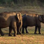 Exclusive Periyar Wildlife Sanctuary Tour(02 Nights/03 Days) - Practical Details and Value Analysis