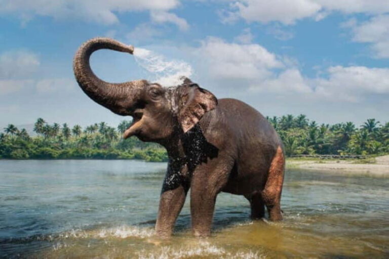 Exclusive Periyar Wildlife with Elephant Bath Tour (03 Days) - An In-Depth Look at the Tour Experience