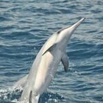 Exclusive Waikiki Yacht Snorkel with Lunch and Bevs - The Value and Who Will Love This Tour