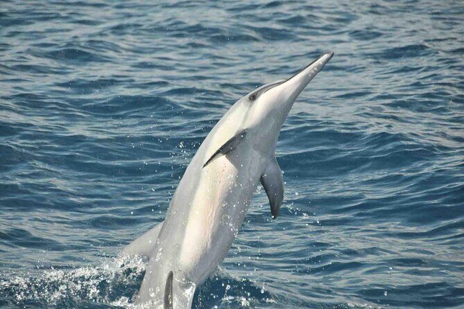 Exclusive Waikiki Yacht Snorkel with Lunch and Bevs - The Value and Who Will Love This Tour