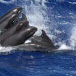 Exclusive Whale & Dolphin Tours in Sri Lanka: Trincomalee - A Closer Look at What This Tour Offers