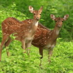 Exclusive : Yala National Park Afternoon Expedition - The Sum Up: Who Will Appreciate This Tour?