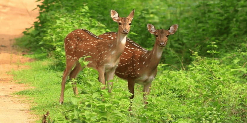 Exclusive : Yala National Park Afternoon Expedition - The Sum Up: Who Will Appreciate This Tour?