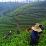 Experience Chengdu: Private Tea-Making Day Tour of Mengdingshan Tea Plantation - A Detailed Look at the Tour Experience