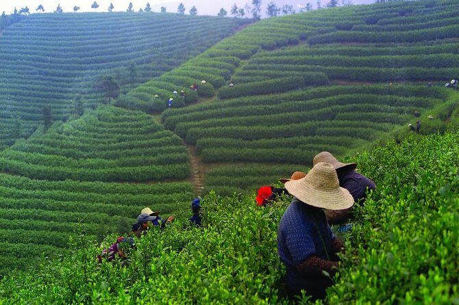 Experience Chengdu: Private Tea-Making Day Tour of Mengdingshan Tea Plantation - A Detailed Look at the Tour Experience