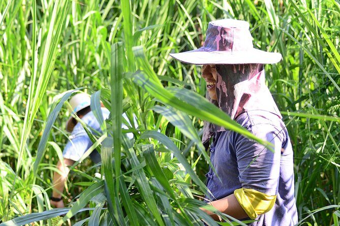 Experience Elephant Sanctuary + Sticky Waterfall - The Sum Up