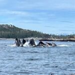 Experience Local Marine Wildlife Tour - The Itinerary in Detail