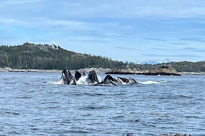 Experience Local Marine Wildlife Tour - The Itinerary in Detail