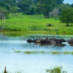 Exploration, Safari, & Guided Scooter Tour in Arugambay - A Closer Look at the Tour Experience