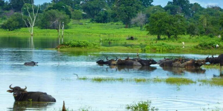 Exploration, Safari, & Guided Scooter Tour in Arugambay - A Closer Look at the Tour Experience