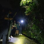 Explore a Rainforest teeming with Wildlife at Night! - The Itinerary: What to Expect