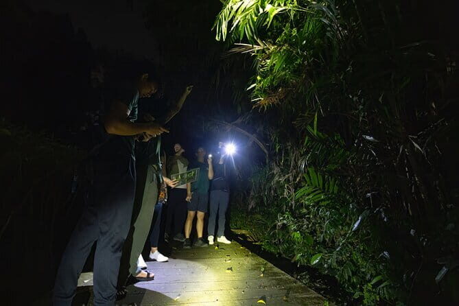 Explore a Rainforest teeming with Wildlife at Night! - The Itinerary: What to Expect