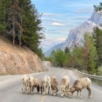 Explore Banff National Park with Our Premium Day Tour - FAQs