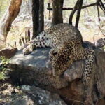 Explore Bangalores Wild Side  A Memorable Bannerghatta Safari! - Final Thoughts: Who Will Appreciate This Tour?