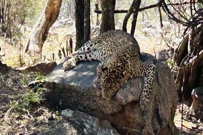 Explore Bangalores Wild Side A Memorable Bannerghatta Safari! - Final Thoughts: Who Will Appreciate This Tour?