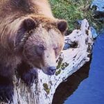 Explore Beyond the Dock: Unforgettable Private Tour in Sitka - Who Should Consider This Tour?