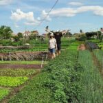 Explore Hoi An Village Island - Why This Tour Works for You