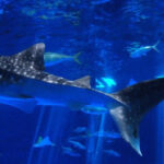 Explore Kagoshima Sightseeing Spots by Kagoshima CityViewBus - An In-Depth Look at the Kagoshima CityViewBus Tour