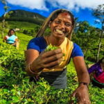 Explore Kandy & Nuwara Eliya in 2 days - Journey Through Sri Lanka’s Hill Country