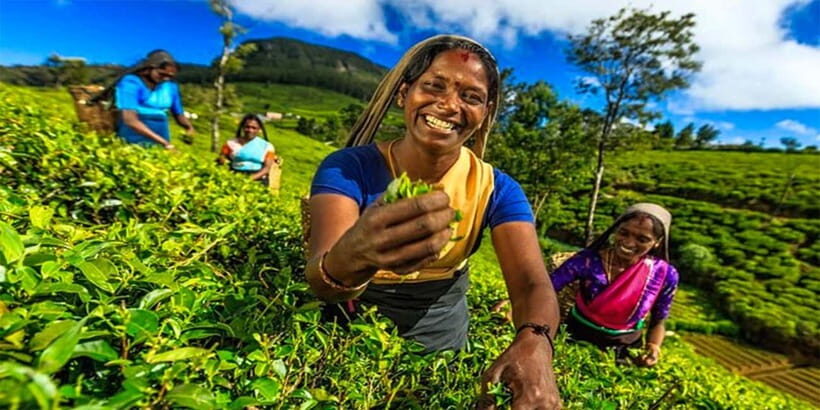 Explore Kandy & Nuwara Eliya in 2 days - Journey Through Sri Lanka’s Hill Country