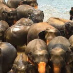 Explore Kandy, Pinnawala, and Tea Plantation from Kandy - A Deep Dive into the Tour Experience