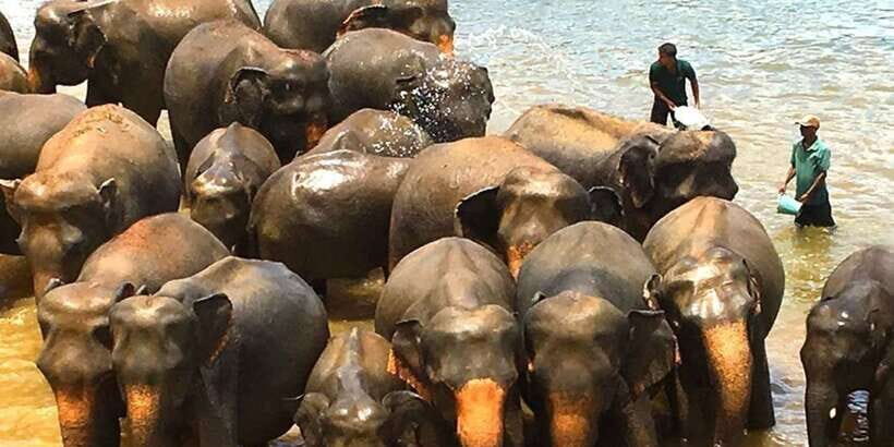 Explore Kandy, Pinnawala, and Tea Plantation from Kandy - A Deep Dive into the Tour Experience