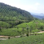 Explore Munnar Day Trip From Cochin ( By Munnar Info) - Who Should Consider This Tour?