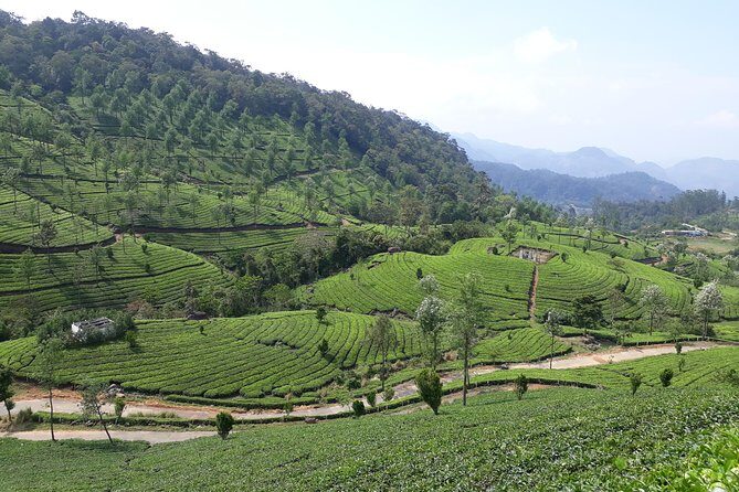 Explore Munnar Day Trip From Cochin ( By Munnar Info) - Who Should Consider This Tour?