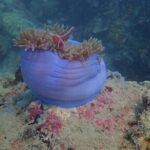 Explore Nha Trang Bay: Half-Day Snorkeling Adventure Tour - Why This Tour Works Well