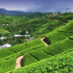 Explore Nuwara Eliya | Experience the Best Tea in the World - Final Thoughts