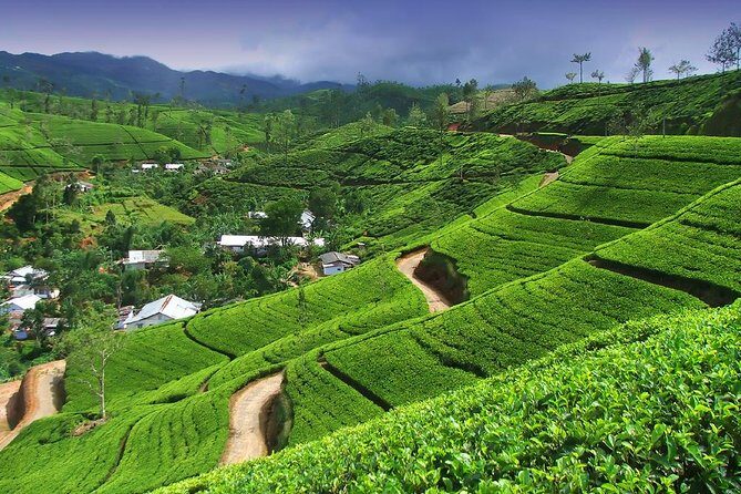 Explore Nuwara Eliya | Experience the Best Tea in the World - Final Thoughts