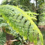 Explore Palani Murugan Temple From Coimbatore - A Deep Dive into the Palani Murugan Temple Tour