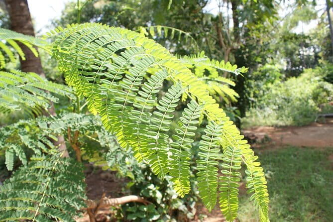 Explore Palani Murugan Temple From Coimbatore