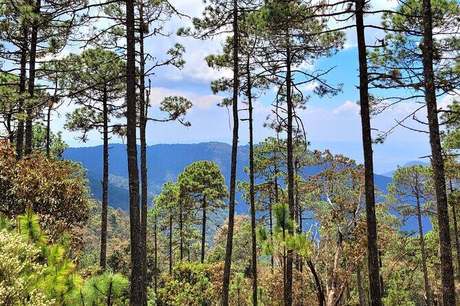 Explore Sierra Norte, Half-Day Hiking Adventure - Final Thoughts