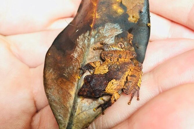 Explore Singharaja Forest Reserve (mirissa/weligama & Galle) - Who Will Find This Tour Most Valuable?