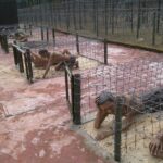 Explore the south of Phu Quoc island by Classical US Army Jeeps - Conclusions: Who Should Book This Experience?