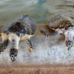 Exploring : Galle, Madu River & Turtle Hatchery Adventure - A Practical Guide to the Galle, Madu River & Turtle Hatchery Tour