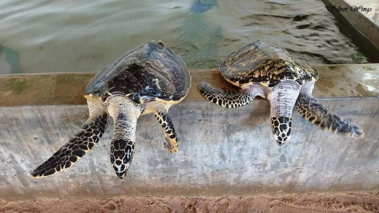 Exploring : Galle, Madu River & Turtle Hatchery Adventure - A Practical Guide to the Galle, Madu River & Turtle Hatchery Tour