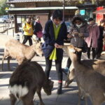 Exploring Nara - An In-Depth Look at the Nara Tour Experience