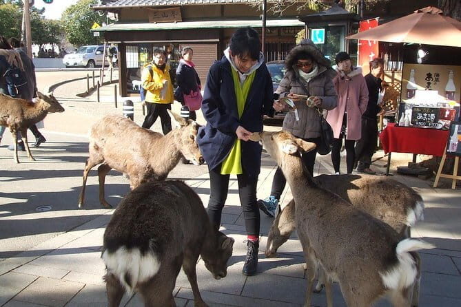 Exploring Nara - An In-Depth Look at the Nara Tour Experience